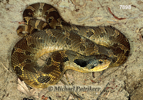 Eastern Hognose Snake (Heterodon platirhinos)